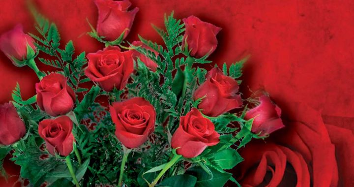 Photo of red roses.